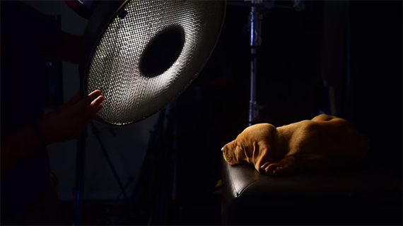 beauty dish for puppy portraitures