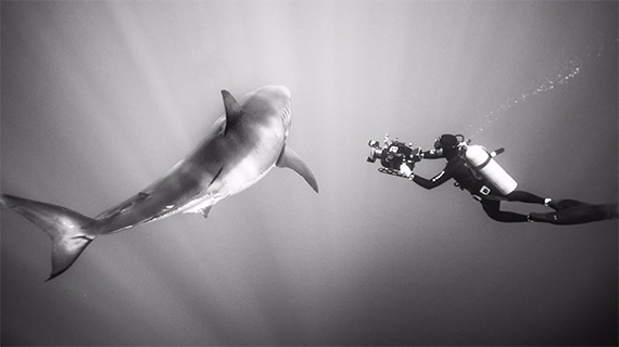 great white shark photos Michael Muller