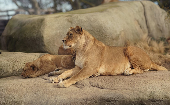 zoo photography panorama