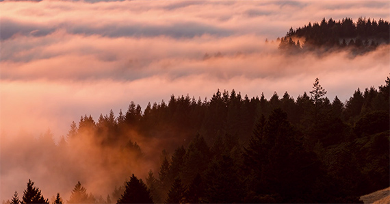 Mount Tamalpais 