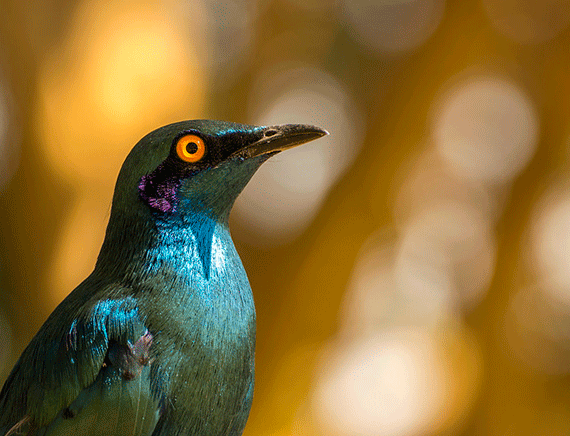 learn to take bokeh photos