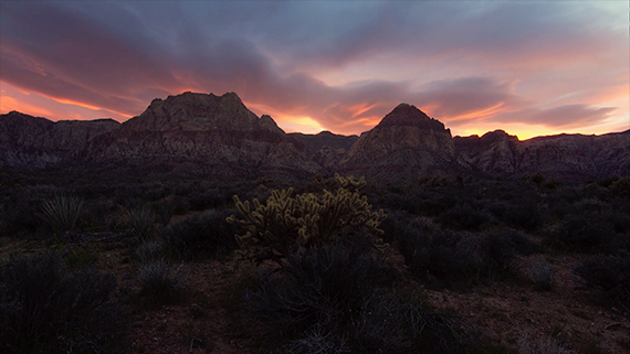 desert brush at sunset