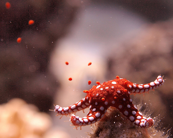 starfish photography