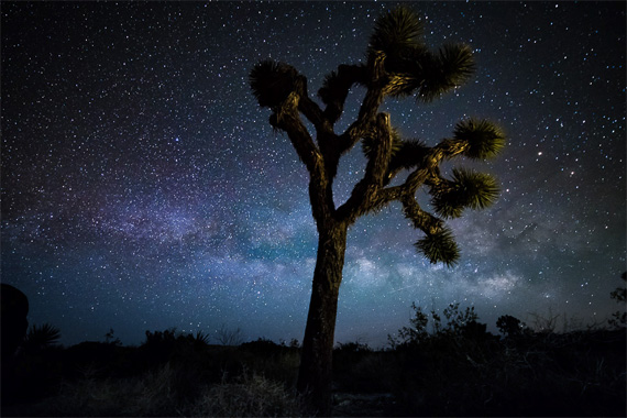 joshua tree at night