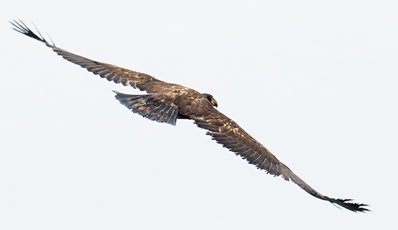 bird in flight