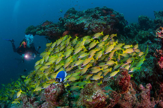 school of fish photography