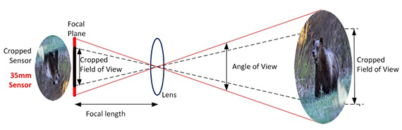 guide to crop factor and field of view