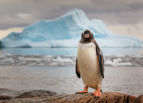 penguin portrait