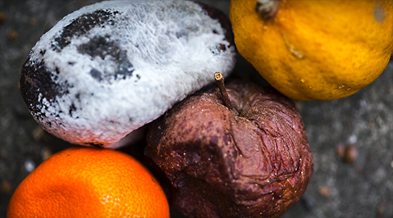 decaying fruit