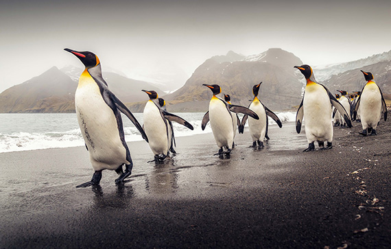 penguin photography