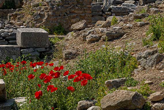 poppies