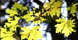 Photography – Shooting Autumn Leaves