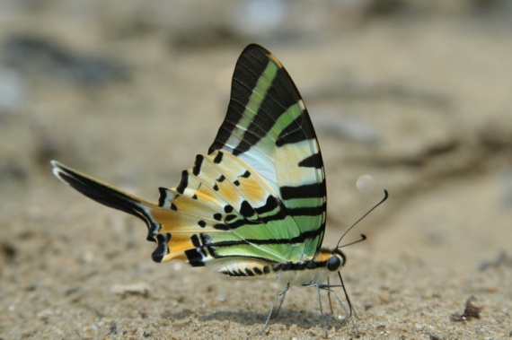 "Rama-rama" captured by Mohd Tajuddin Tahir