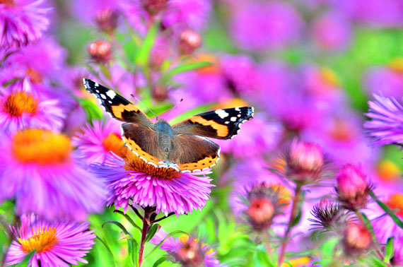 butterfly-and-flowers