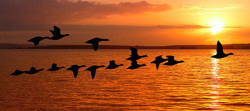 birds in flight