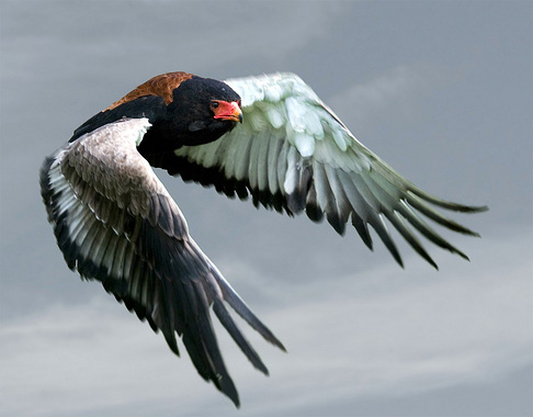 birds-flight2 flying bird photo