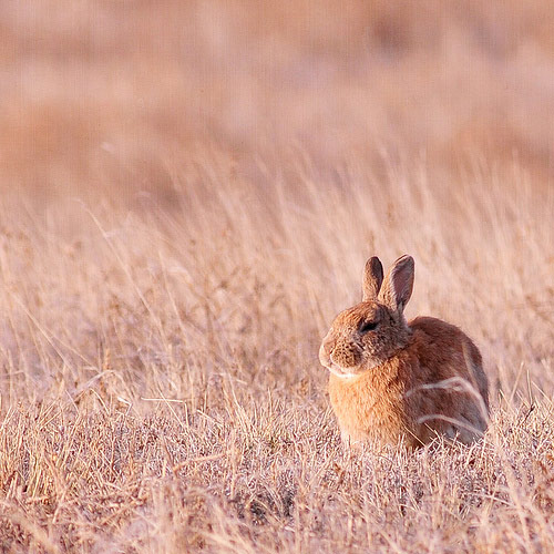 backyard rabbit photo