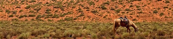 5 Tips for Taking Pictures in the Desert