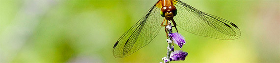 Dragonfly Photography Tips