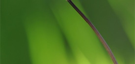 Wildflower Photography eBook Review