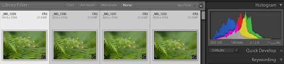How to Import and Organize Photos in Lightroom