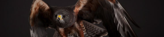 How to Photograph Flying Birds of Prey in a Studio
