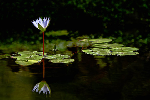 photographing flowers