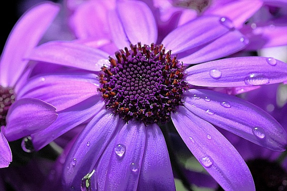 flower photography tips