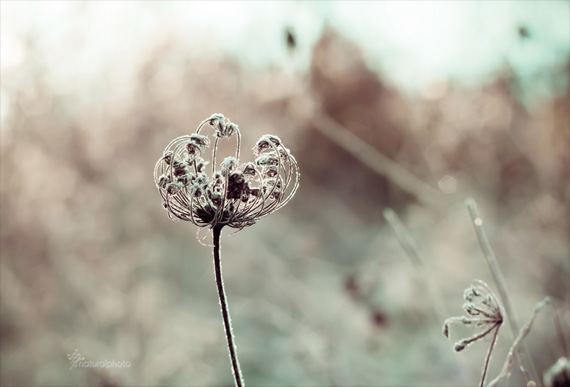 how to photograph a flower