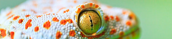 Macro Photography Tips for Getting Close