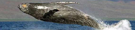 How to Photograph Whales