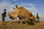 Interesting Photo of the Day: Extremely Rare White Rhino Flanked by Bodyguards