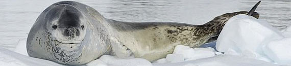 National Geographic Photographer Faces Off with Giant Leopard Seal