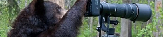 Black Bear Takes Over a Nature Photography Session