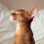 Photo of the Day: Kitten Embraces the Morning Sun
