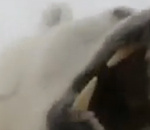 Wildlife Photographer Has Very Close Encounter With a Polar Bear