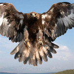 Interesting Photo of the Day: Bird of Prey