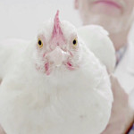Fujifilm Announces Triple Image Stabilization Demonstrated by a Chicken