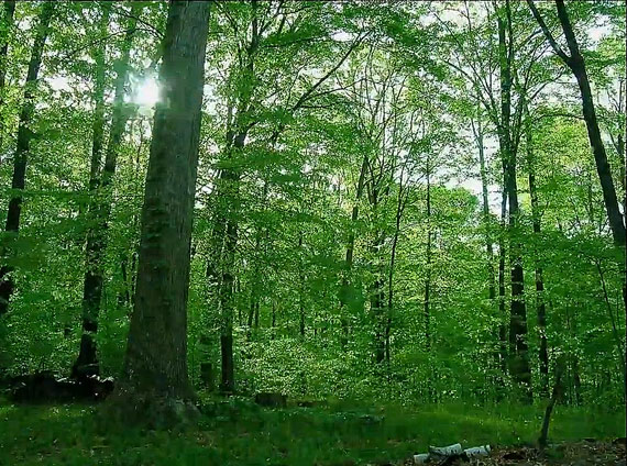 A Year of Forest Life Captured with Timelapse Photography