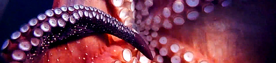 Curious Octopus Steals Camera