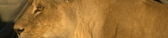 Photographer has Close Encounter with Lion