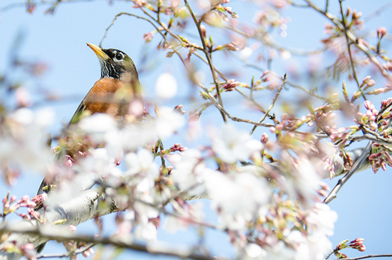 robin and cherry blossoms