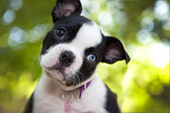 "Blue-Eyed Puppy" captured by Don Campbell. (Click image to see more from Don Campbell.)