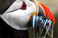 Interesting Photo of the Day: Concerned Puffin Eating a Mouthful of Sand Eels