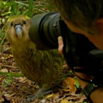 Rare Parrot Attempts to Mate with Photographer