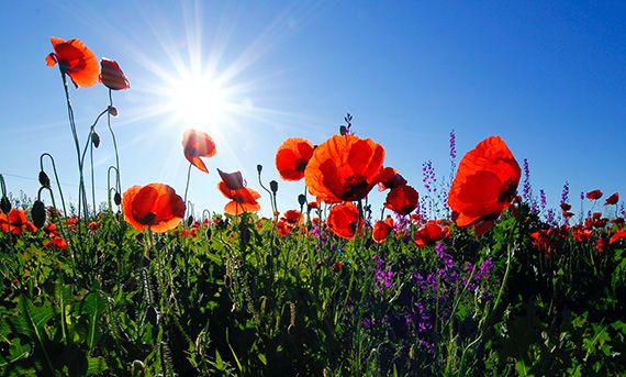 poppy flower field