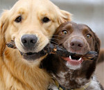 Interesting Photo of the Day: Pair of Dogs Present Shared Treasure