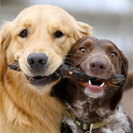 Interesting Photo of the Day: Pair of Dogs Present Shared Treasure