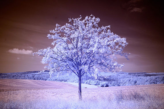 infrared tree