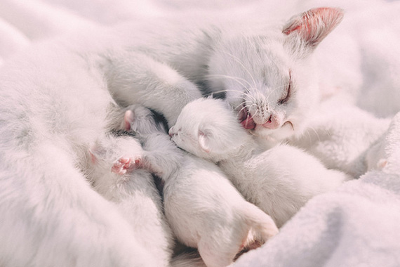 mama cat with kittens